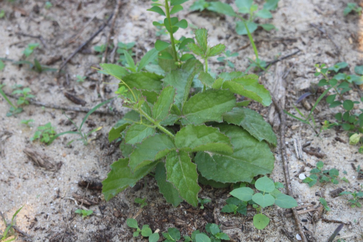 Cyphostemma setosum (Roxb.) Alston